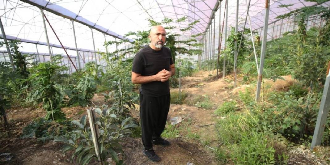 Alanya’dan dünyaya uzanan üretim! Haftada 3 ton ihracat ediliyor: Bir ağaçtan yılda 60 kg hasat ediliyor 4